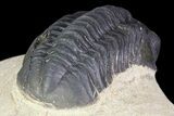 Bargain, Reedops Trilobite Fossil - Good Eye Facets #68653-6